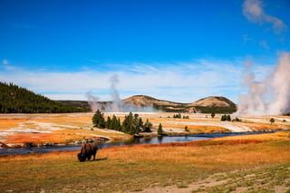 Image of a bison eating grass near the river and steaming thermal pools of Yellowstone national park 
