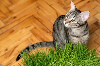 A gray tabby cat sitting next to a crass plant with wide eyes