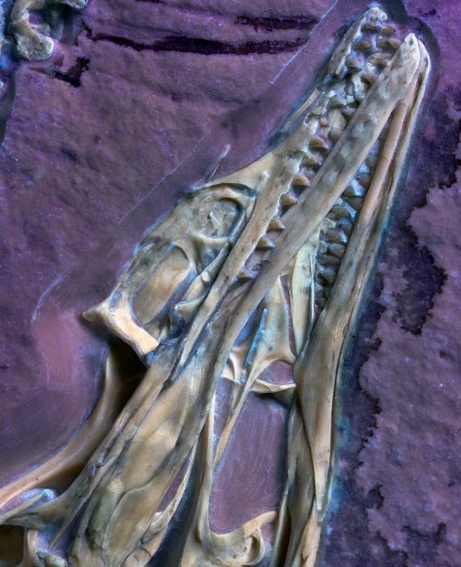 Under UV light to illuminate soft tissues, a close-up of Archaeopteryx skull