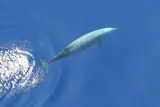 The elusive beaked whale diving in deep ocean water