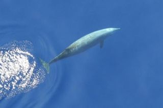 The elusive beaked whale diving in deep ocean water The elusive beaked whale diving in deep ocean water