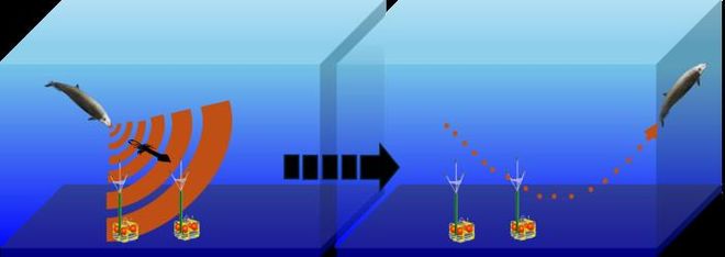 Beaked whale dive infographic showing acoustic detection on the seafloor Beaked whale dive infographic showing acoustic detection on the seafloor