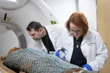 Researchers examine ancient Egyptian mummy inside a CT scanner.