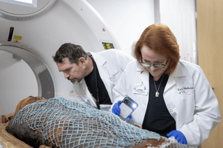 Researchers examine ancient Egyptian mummy inside a CT scanner.