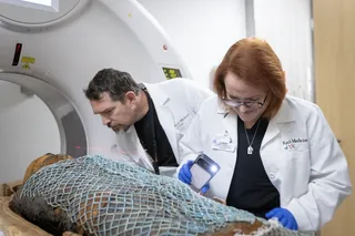Researchers examine ancient Egyptian mummy inside a CT scanner. Researchers examine ancient Egyptian mummy inside a CT scanner.