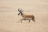 Male pronghorn running