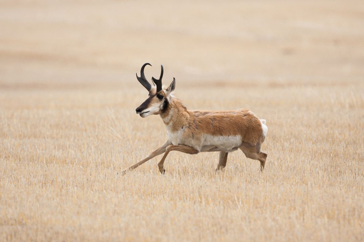 Fossils Show Pronghorn Speed Predates the American Cheetah by 5 Million Years