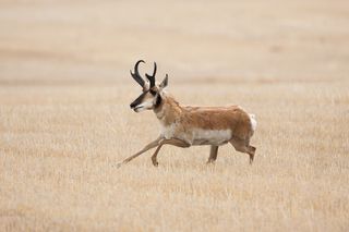 Male pronghorn running Male pronghorn running