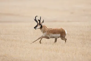 Male pronghorn running