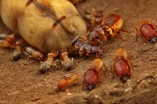 large termite queen actively being groomed by smaller termites including the king 