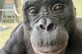Kanzi the bonobo, a close-up of his face