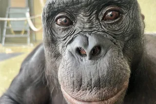 Kanzi the bonobo, a close-up of his face