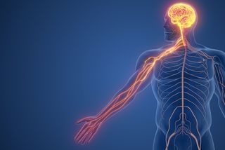 Why can't you tickle yourself? 3D diagram of human body with signals flowing up the arm to the brain