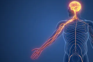 Why can't you tickle yourself? 3D diagram of human body with signals flowing up the arm to the brain Why can't you tickle yourself? 3D diagram of human body with signals flowing up the arm to the brain