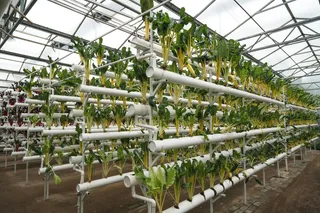 a hydroponic garden in a greenhouse 
