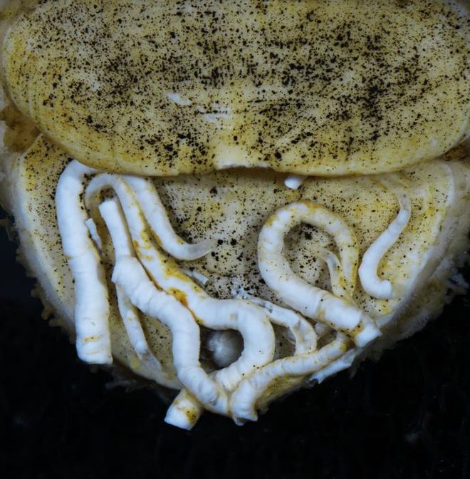 Gusanos cerca de la cola de la especie recién descrita, Ferreiraella populi. Gusanos cerca de la cola de la especie recién descrita, Ferreiraella populi.