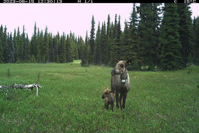 mom and baby caribou in a field