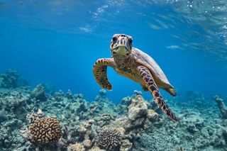 Hawksbill sea turtle swimming in the ocean, endangered species in the UAE