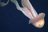 giant pink phantom jellyfish with a blue fish swimming by its head in the deep ocean 
