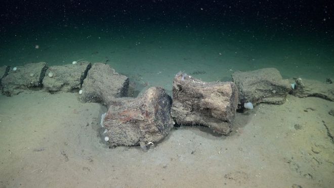 vertebrae of a whale that sank to the bottom of the ocean