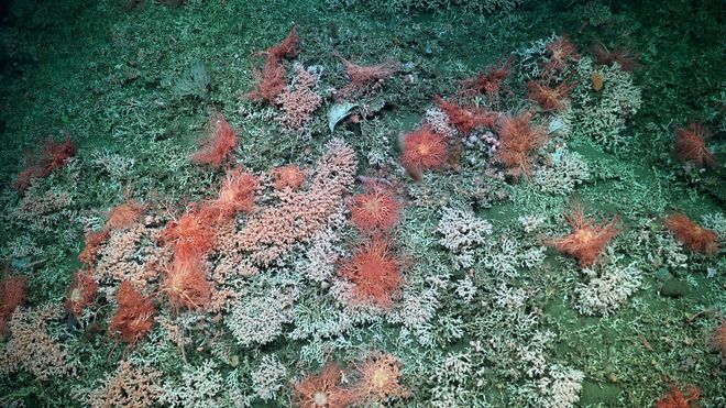 pink and gray corals on the seabed