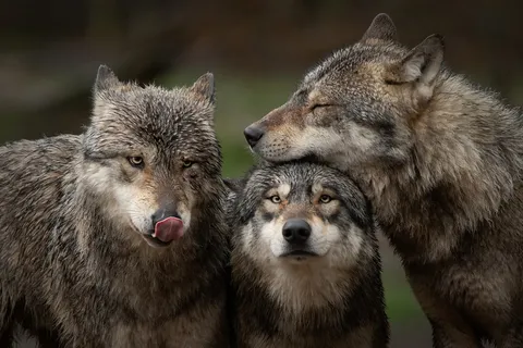 three wolves huddling together 
