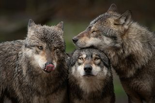 three wolves huddling together 