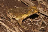 Puerto Rican crested toad, or the sapo concho, in its habitat 