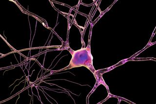 Neurons firing in the brain