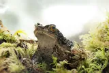 Puerto Rican crested toad, also known as sapo concho, related to Bad Bunny's 2026 Super Bowl performance