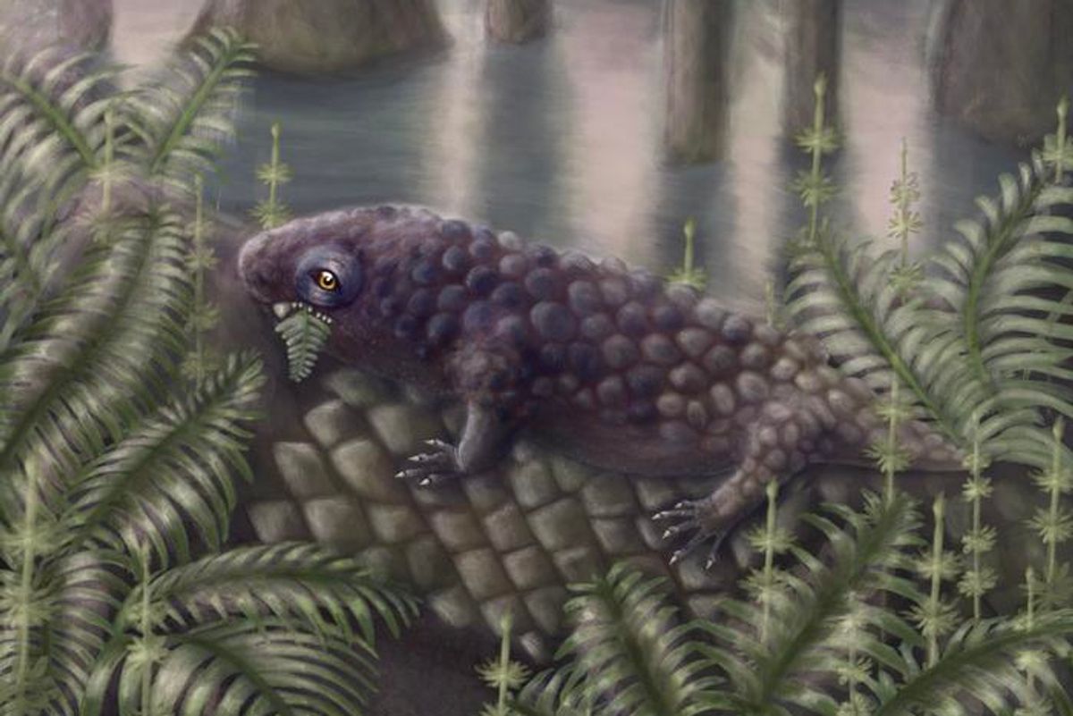 This 307-Million-Year-Old Animal May Have Been One of the First Plant Eaters