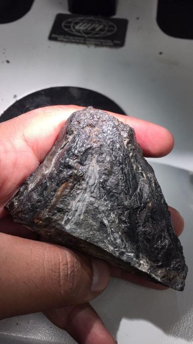 fossilzed Tyrannoroter’s skull