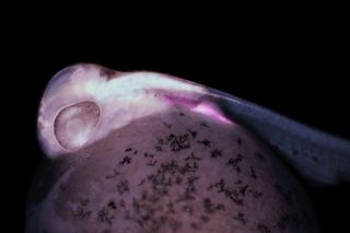 cichlid embryo with fluorescent lmx1b