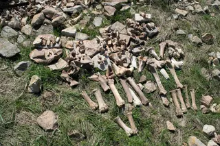 Bison bones at an archaeological site in Montana.