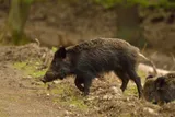 Wild boars in the woods