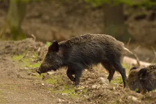 Wild boars in the woods