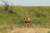 brown and white cow standing in a field 