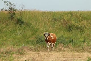 brown and white cow standing in a field 