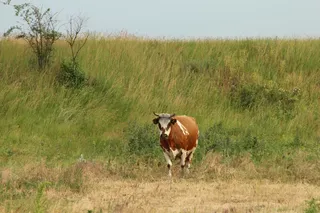 brown and white cow standing in a field 