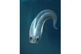 Eel-looking animal with four eyes