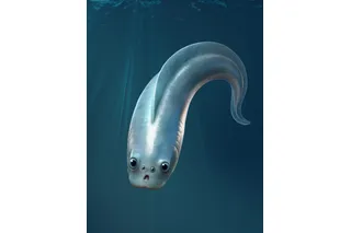 Eel-looking animal with four eyes
