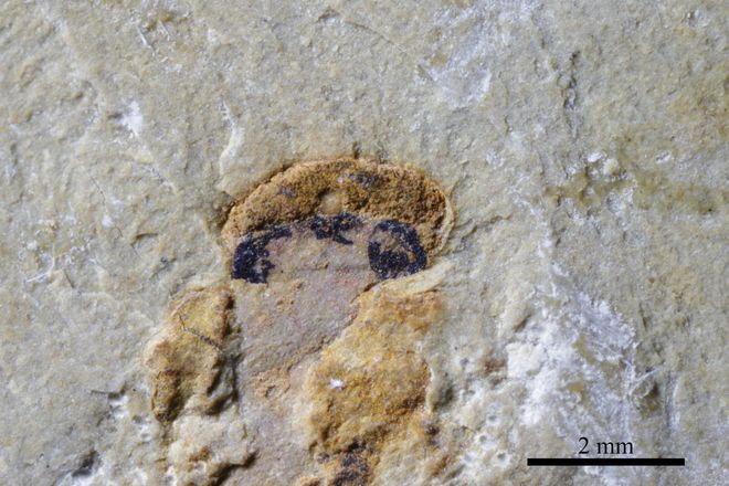 fossil of four eyed fish fossil of four eyed fish