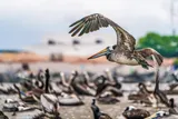 Peruvian pelican (Pelecanus thagus) flying among other pelicans