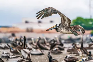 Peruvian pelican (Pelecanus thagus) flying among other pelicans