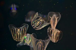 Comb jelly with bioluminescence swimming in the dark water