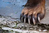 the claws on a bears paw 