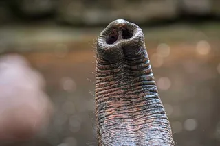 whiskers line a raised elephant trunk whiskers line a raised elephant trunk