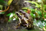 Frogs as part of the research on undocumented amphibian sales in the united states