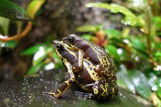 Frogs as part of the research on undocumented amphibian sales in the united states