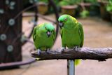 Wild Parrots May Follow Language-Like Rules &mdash; Including Syntax